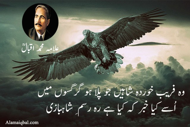 Iqbal shaheen quotes