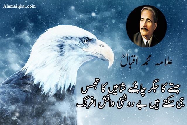 Iqbal tere shaheen funny poetry